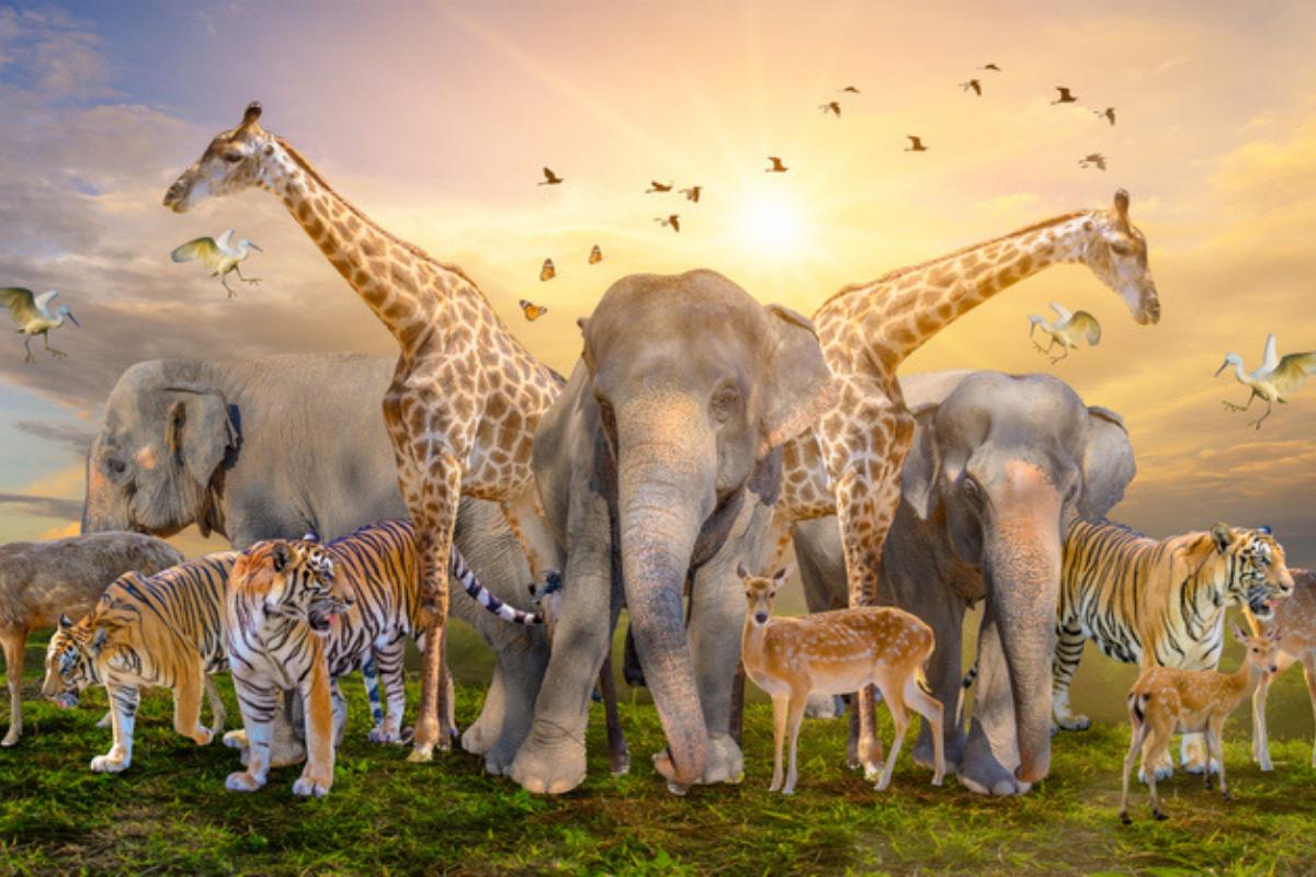 Ecosistema afectado por la extinción de especie