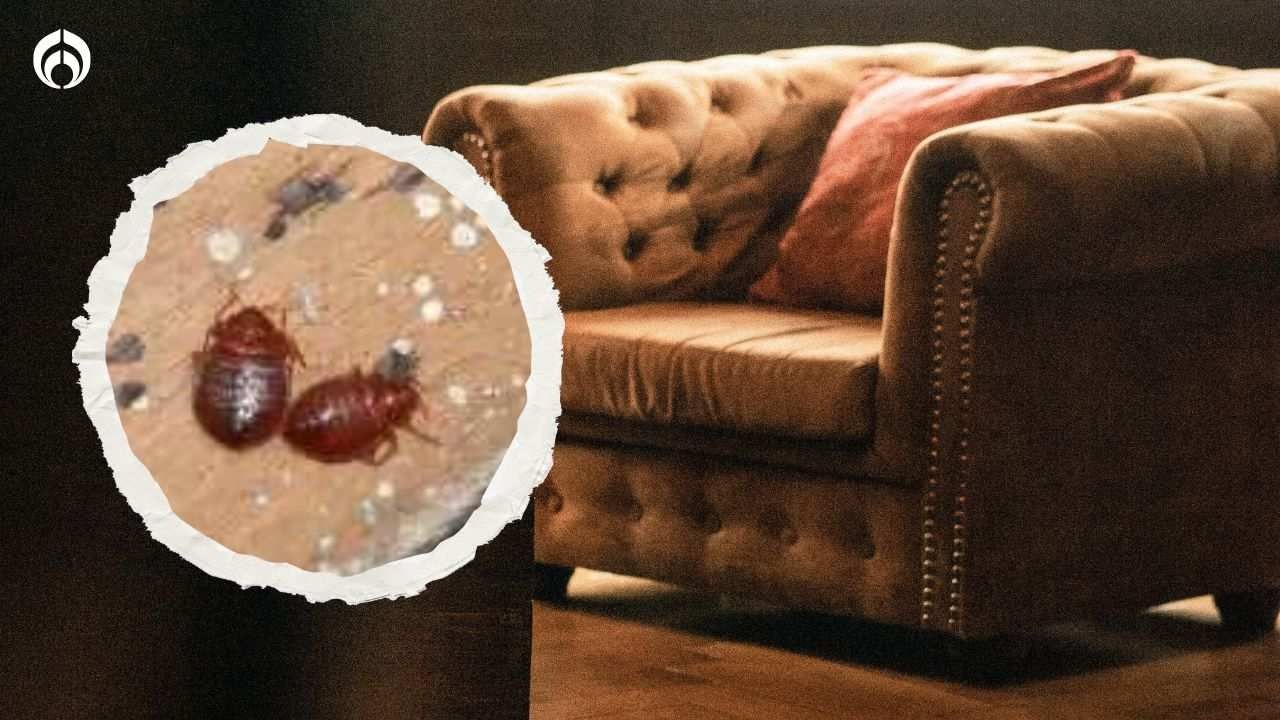 Sillón infestado de chinches en detalle