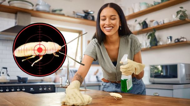 Cucaracha buscando comida en la cocina