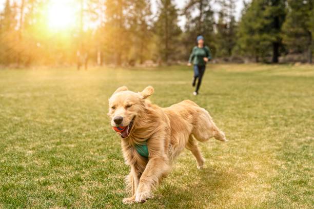 Perro corriendo feliz en el parque