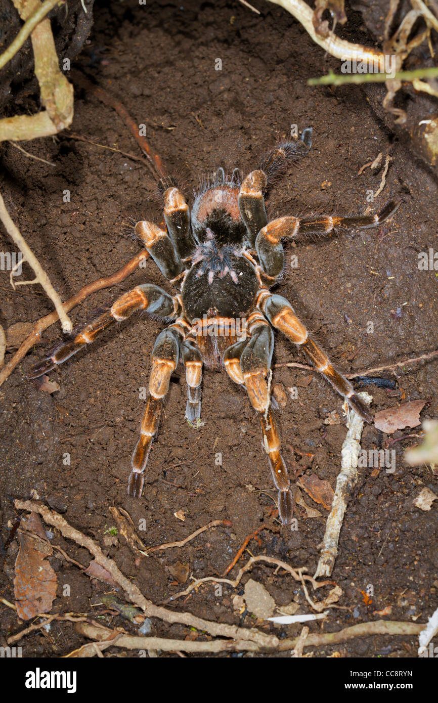 Imagen de araña bebé en su hábitat