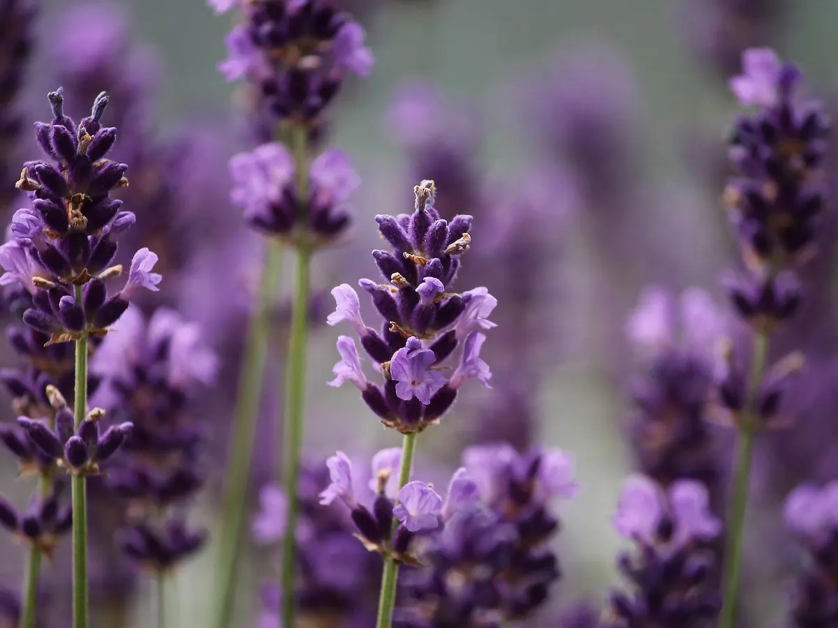 Planta de lavanda repeliendo pulgones naturalmente
