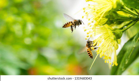 Avispa polinizando una flor en el campo