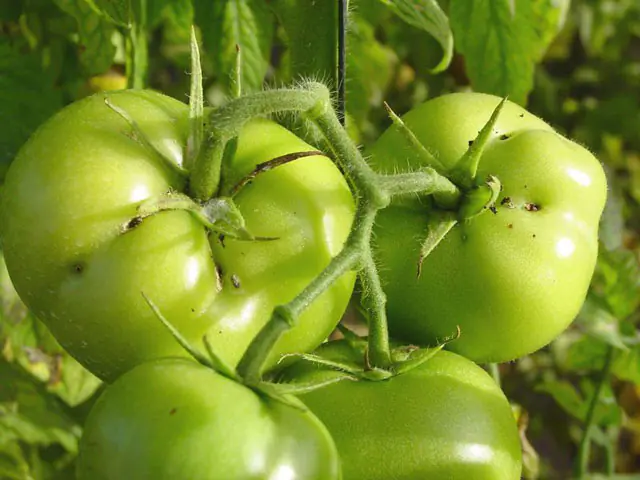 Deltametrina en acción en cultivo de tomates