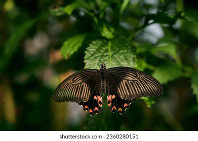 Foto de insectos en jardín doméstico