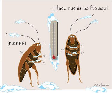 Cucaracha muerta junto a ingredientes naturales