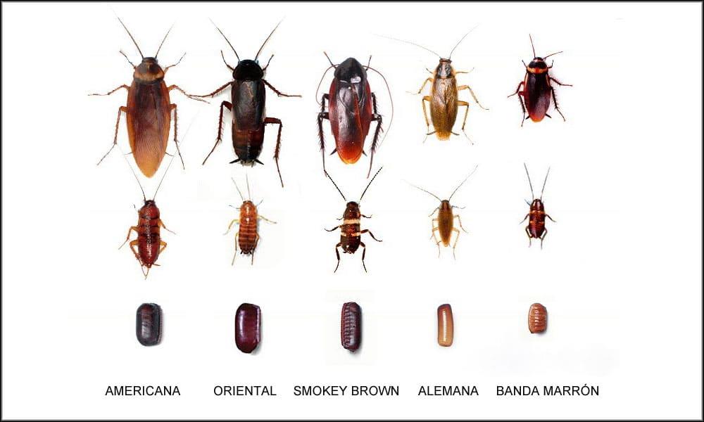 Cucarachas de diferentes especies en desarrollo