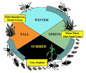 Chinch bugs life cycle in detail