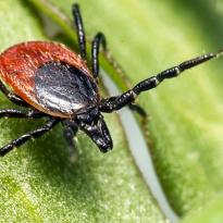 Garrapata en ambiente doméstico, factor longevidad