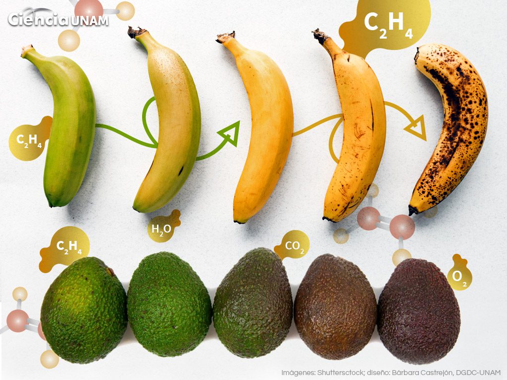 Qué es el gas etileno y cómo afecta la maduración de las frutas