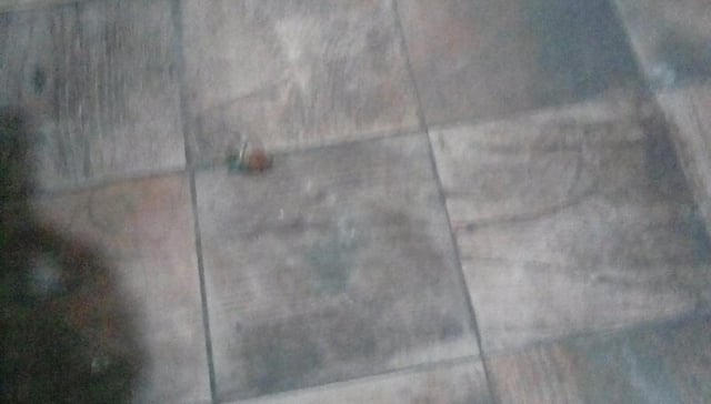 Cucaracha con sangre de distintos colores