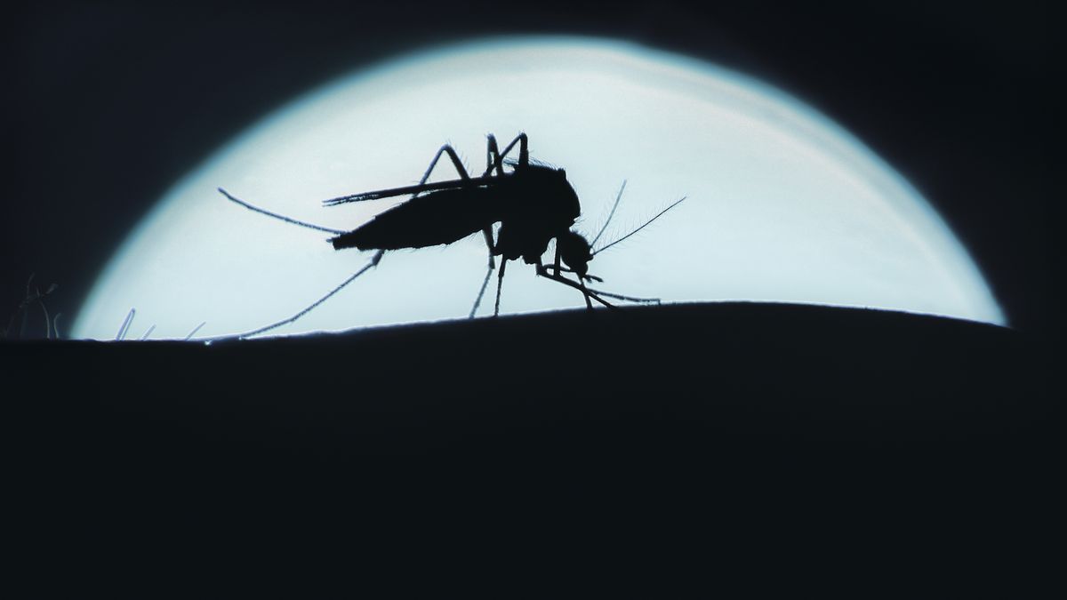 Mosquito alimentándose de sangre durante la noche