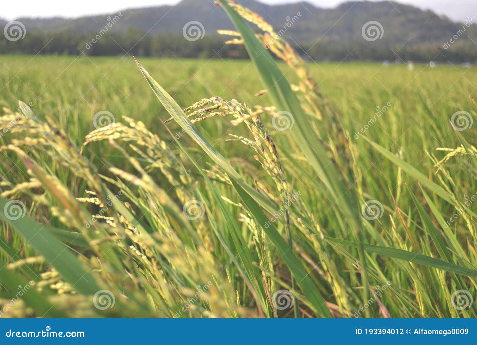 Granos de arroz maduros en el campo