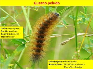 Gusano peludo moviéndose en la tierra