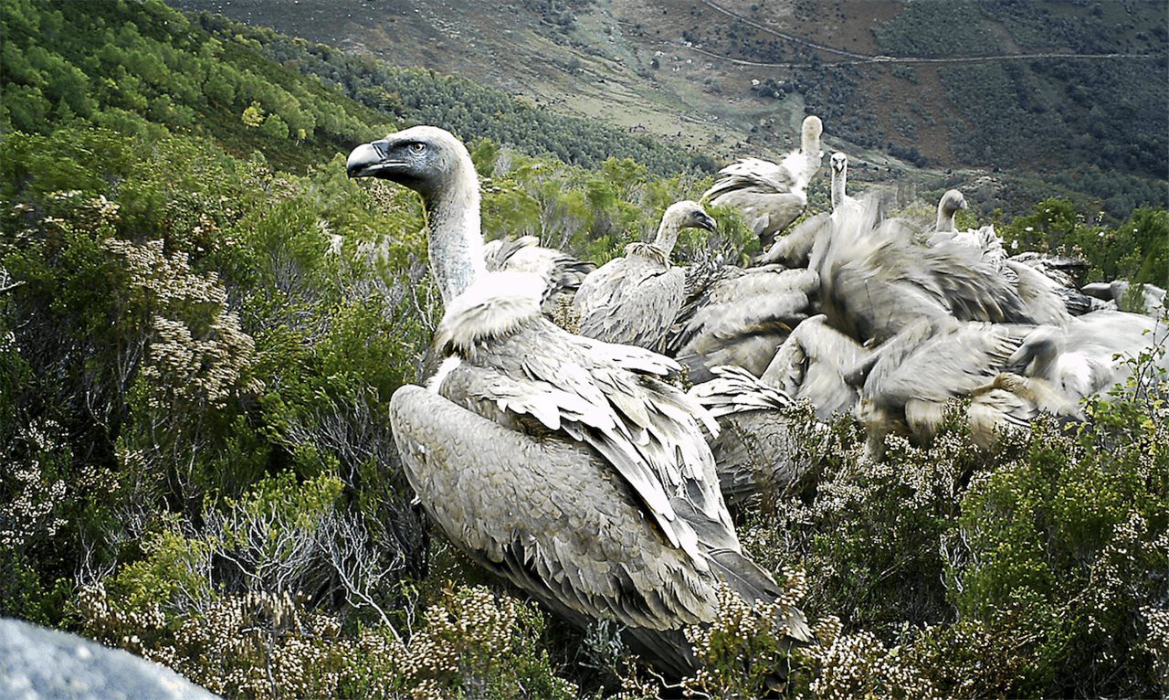 Impacto ambiental en la naturaleza silvestre