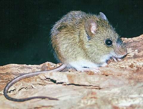 Ratones de cola larga en su hábitat