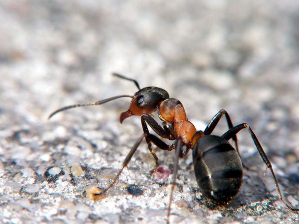 Hormigas de diferentes tamaños en un bosque
