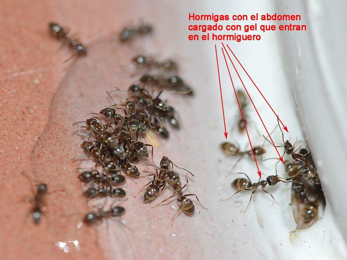 Hormiga transportando líquido en su abdomen
