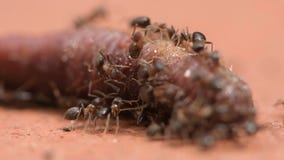 Hormigas carroñeras alimentándose de un cadáver