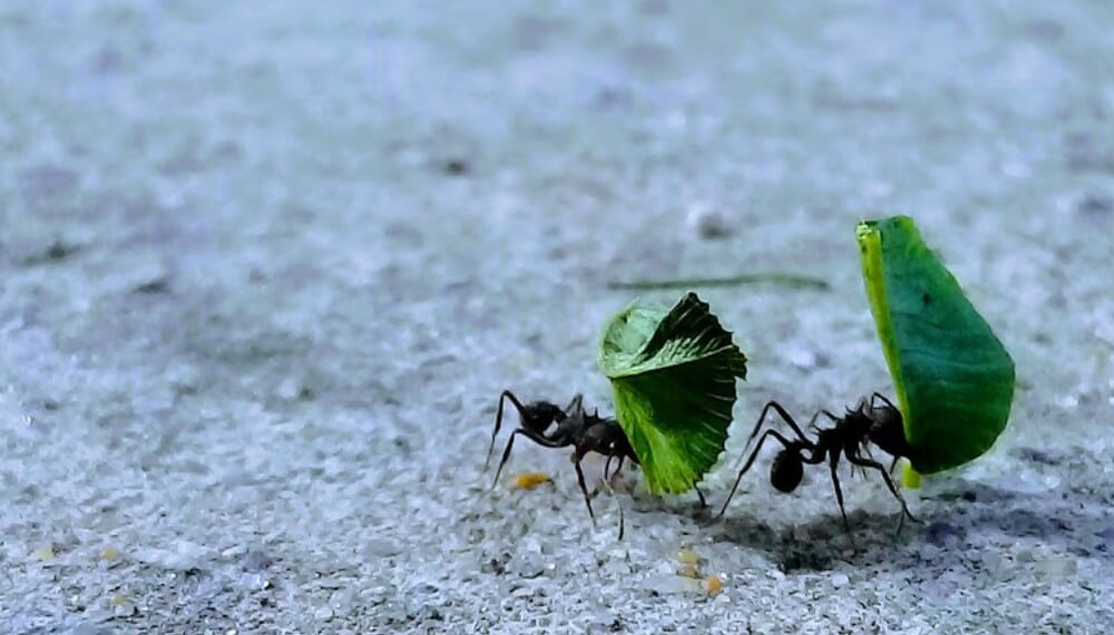 Hormigas negras en jardín con métodos naturales