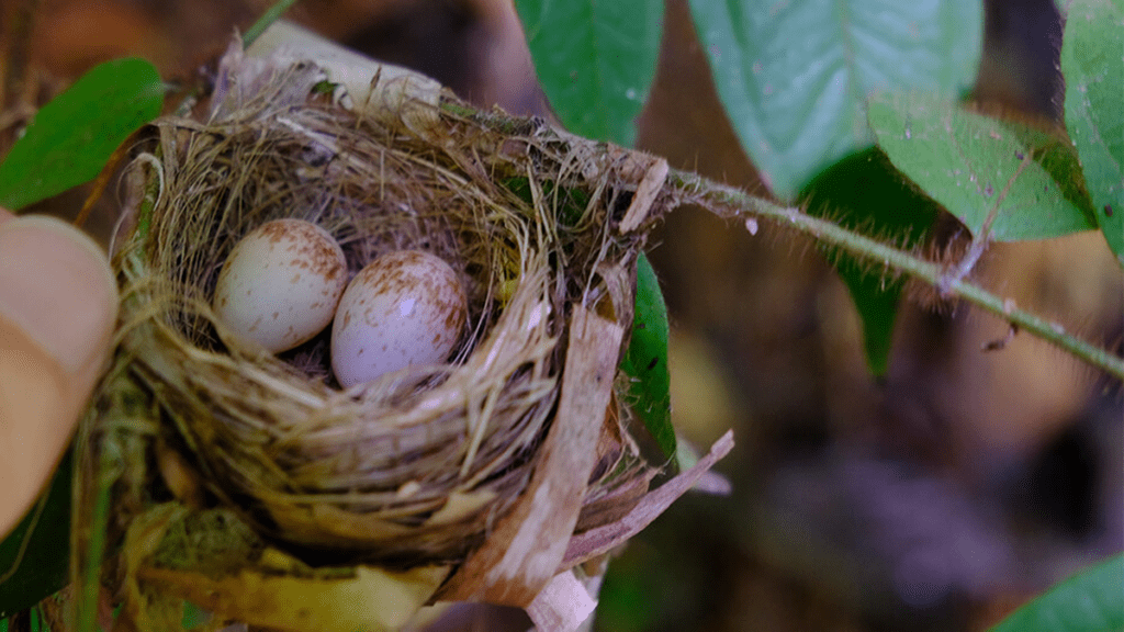 Cuál es el pájaro que pone el huevo más pequeño