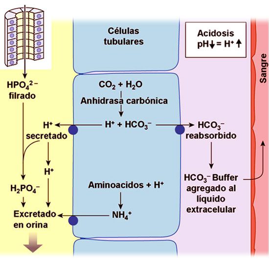 Diagrama del equilibrio ácido-base en el cuerpo