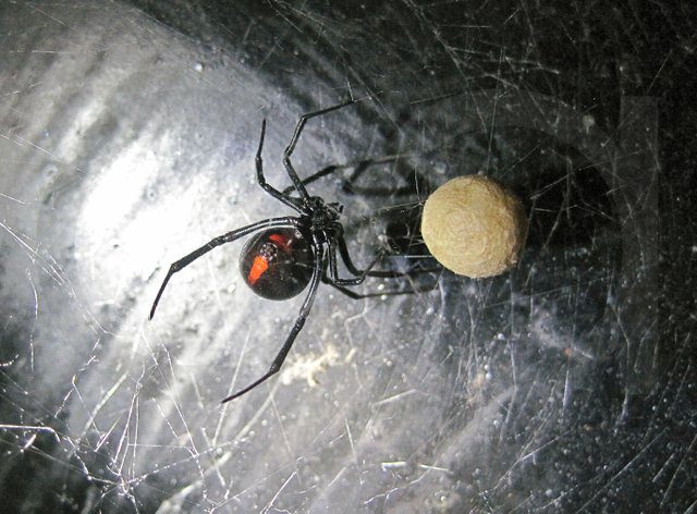 Araña viuda negra en su telaraña