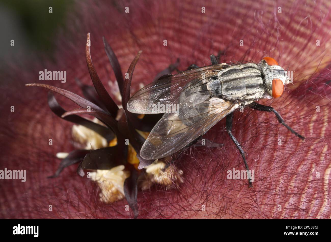 Mosca poniendo huevos en un ambiente natural