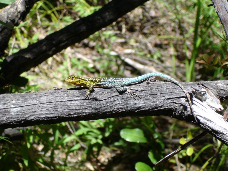 Lagartija siendo liberada en su hábitat natural