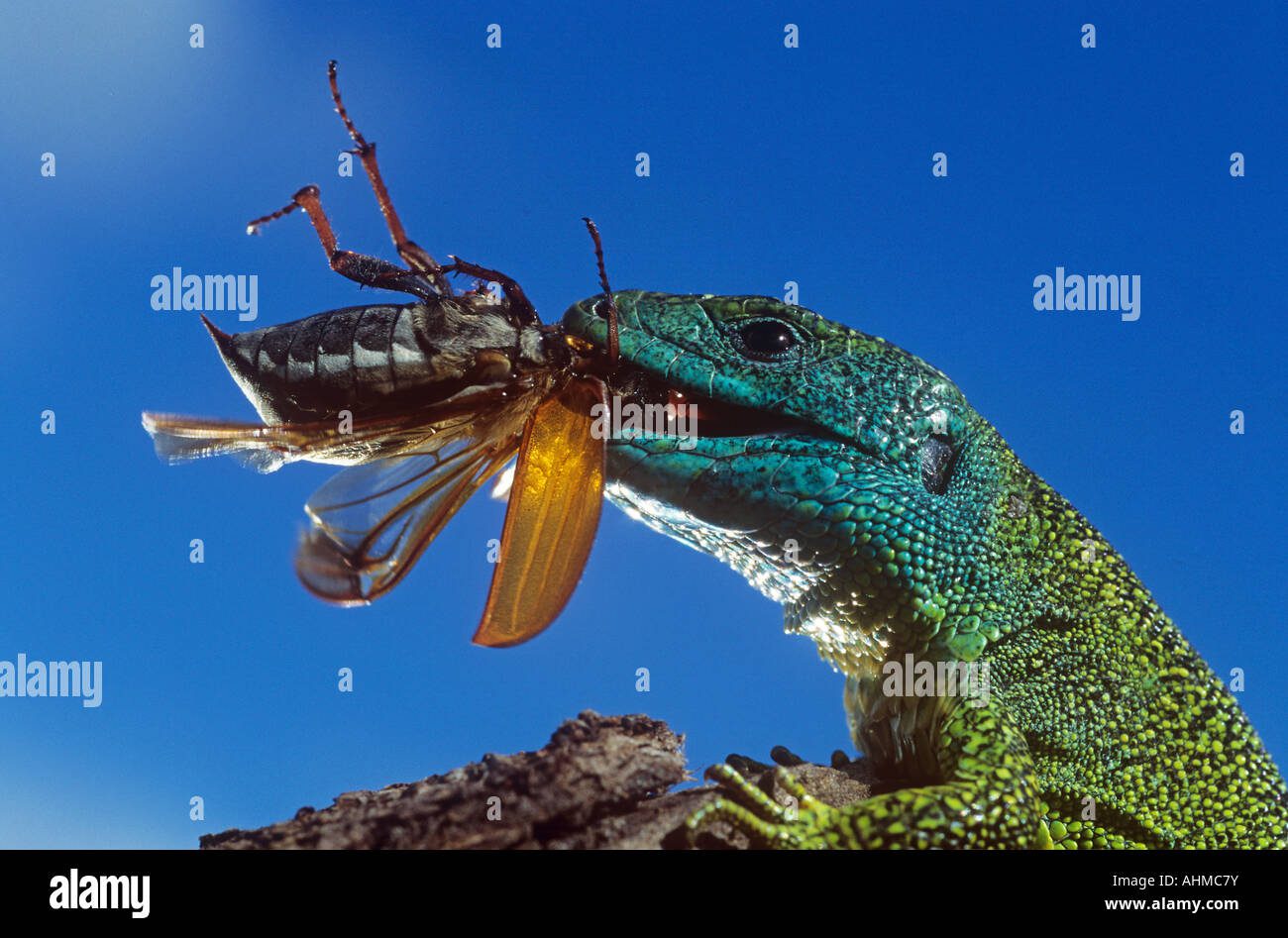 Lagartija comiendo insectos y vegetales frescos