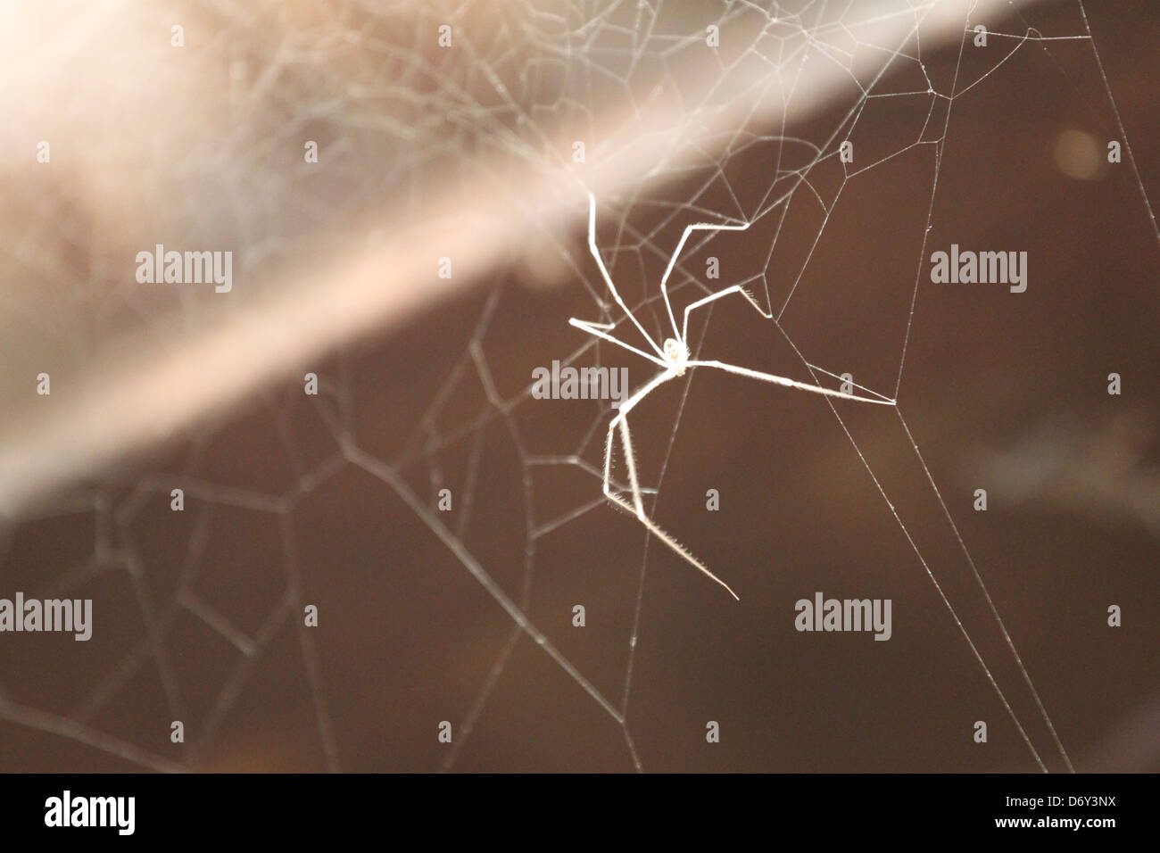 Araña blanca pequeña en telaraña brillante