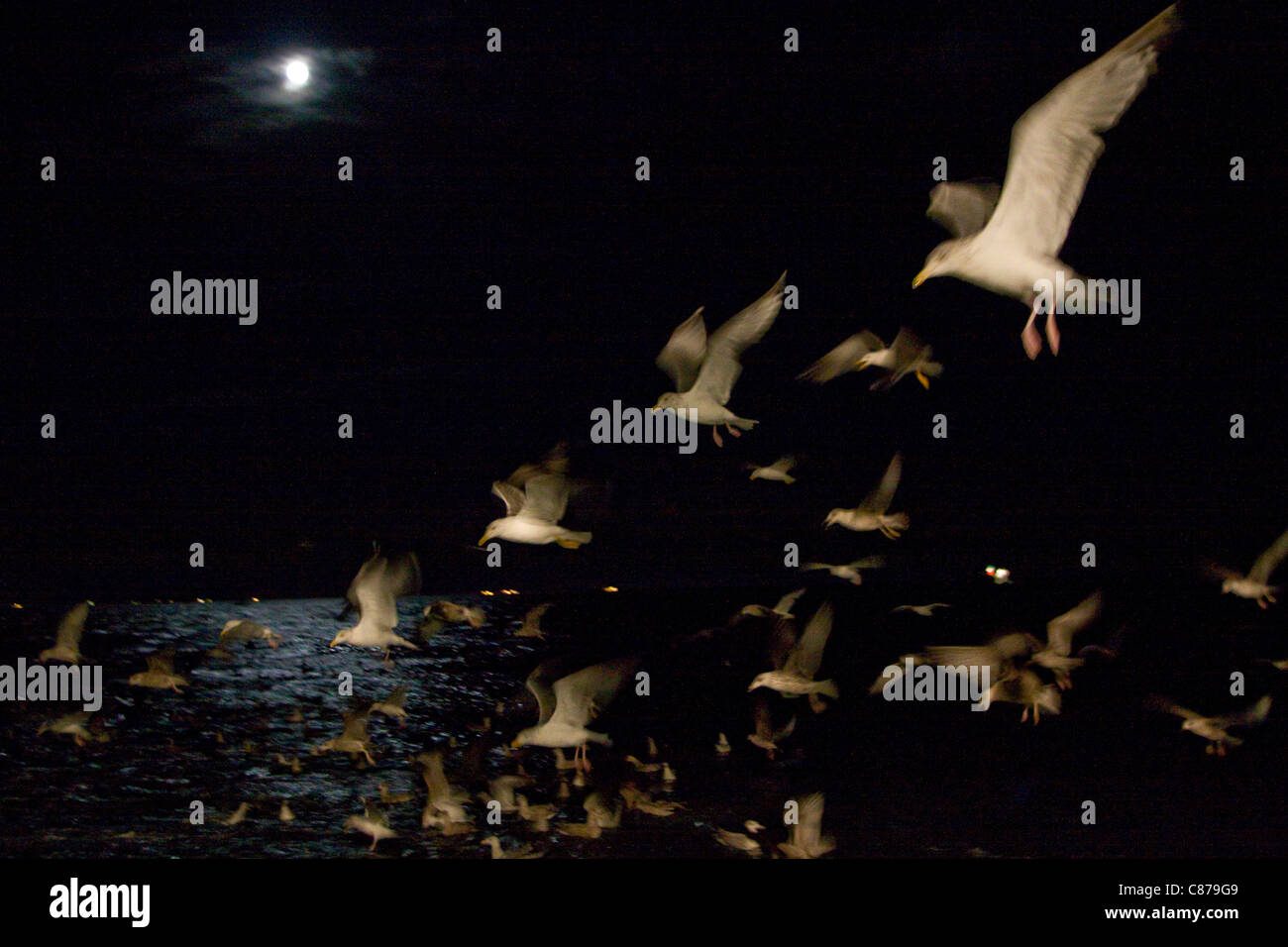 Gaviotas volando en la oscuridad nocturna