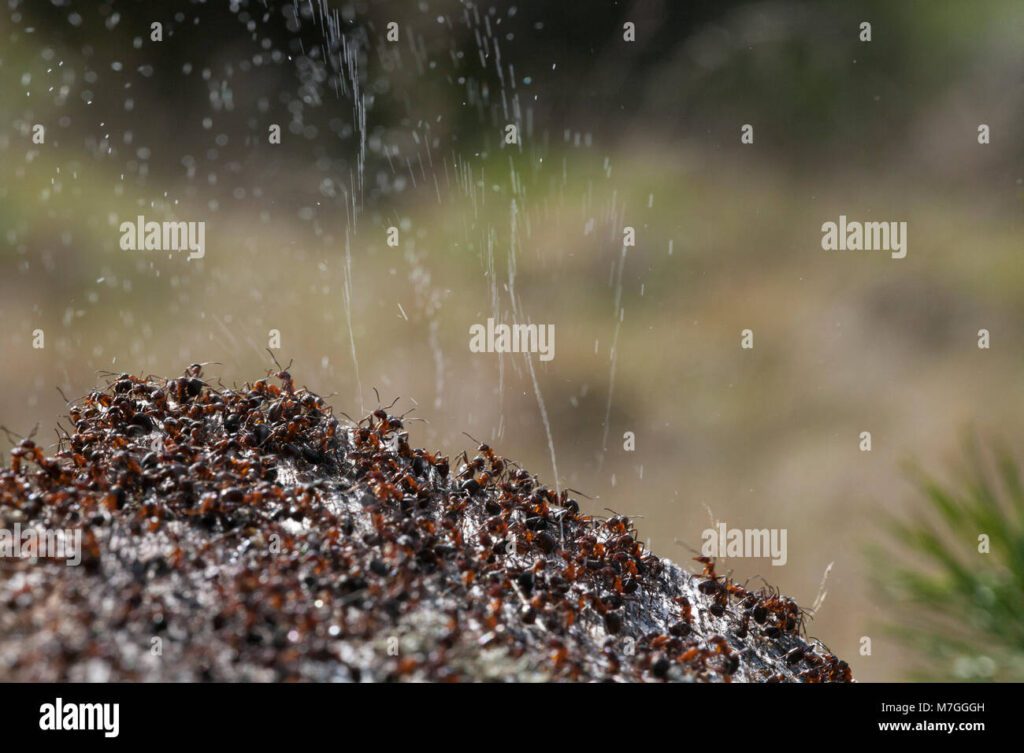 Por qué las hormigas usan ácido fórmico y no otros ácidos carboxílicos