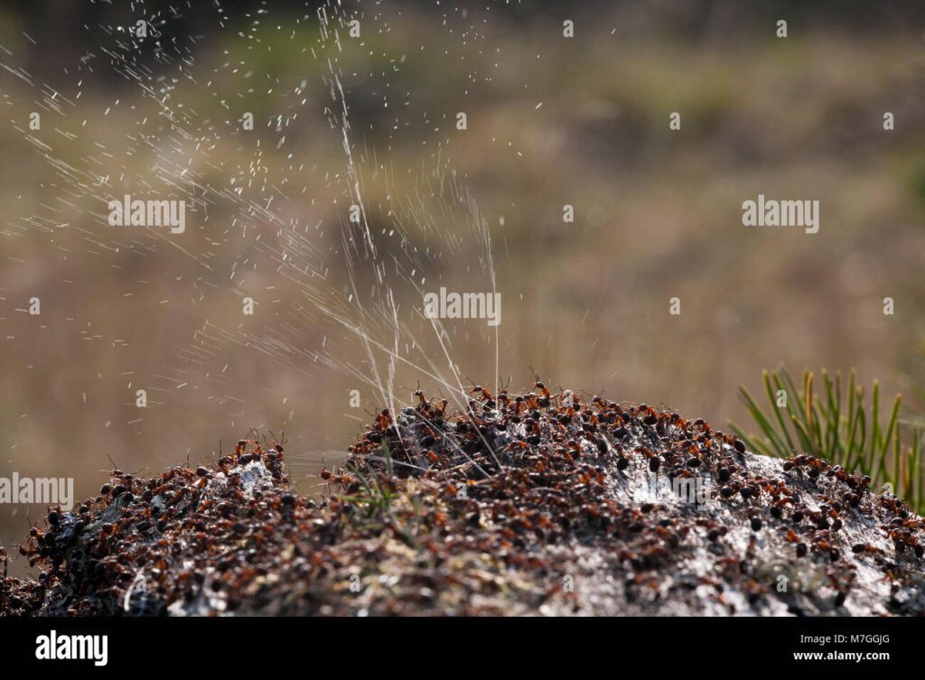 Qué insecto tiene ácido fórmico: Descubriendo el mundo de los insectos