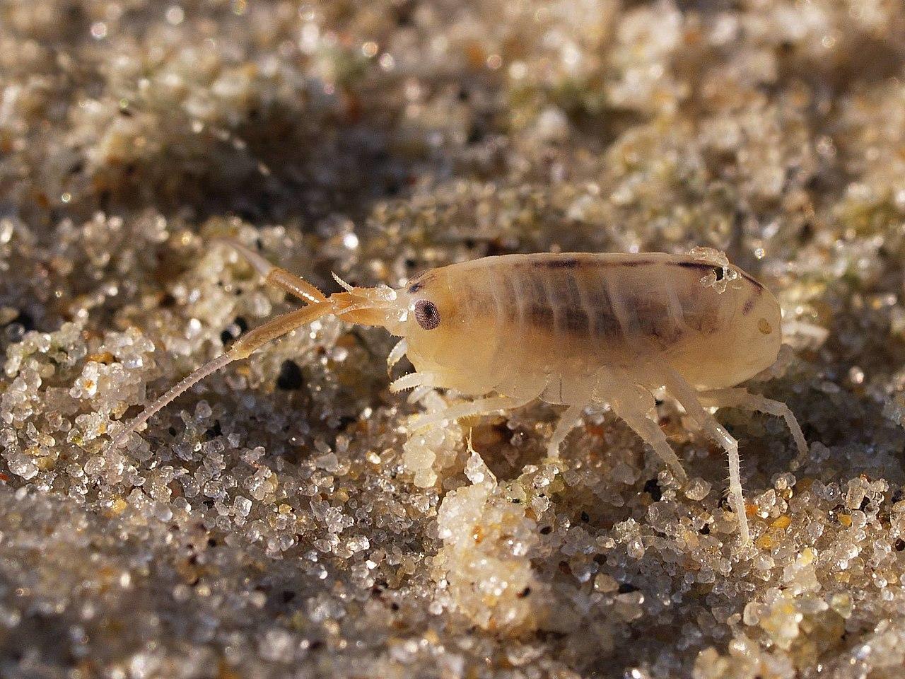 Pulga de mar en su hábitat natural