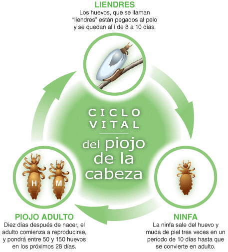 Ciclo de vida de los piojos