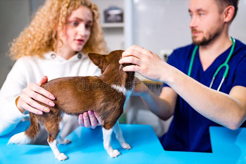 Perro siendo examinado por un veterinario