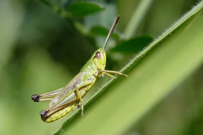 Insectos pronosticando el clima de forma natural