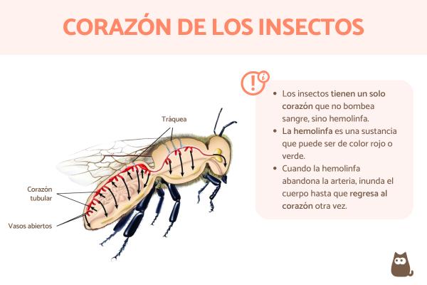 Ritmo cardíaco de distintos insectos comparado