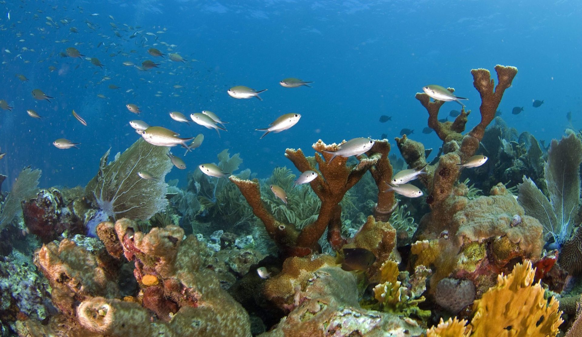 Impacto de la sobrepesca en el arrecife