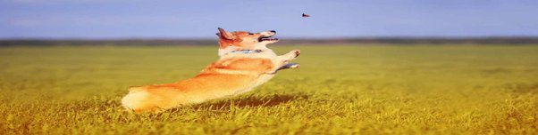 Moscas volando alrededor de un perro