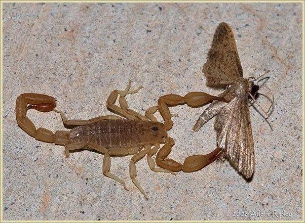 Alacranes reproduciéndose en un ecosistema natural