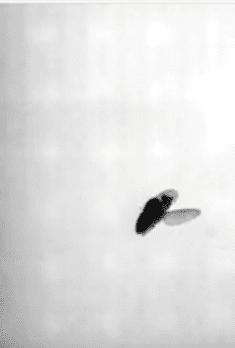 Mosca volando en círculos en aire
