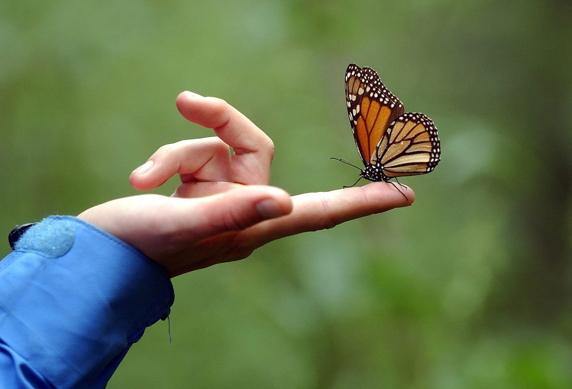 Mariposa posada en la mano de una persona