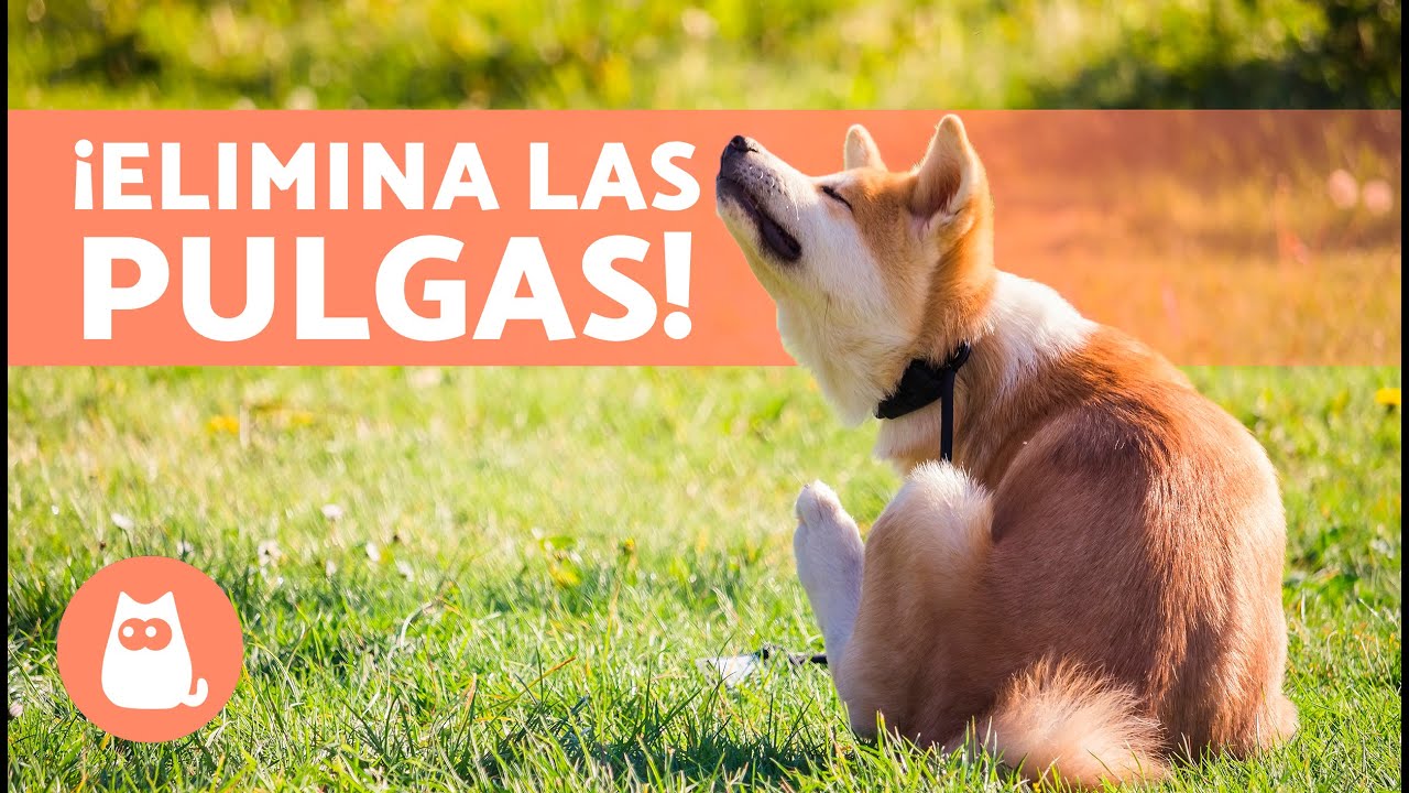 Remedio casero para eliminar pulgas en perros