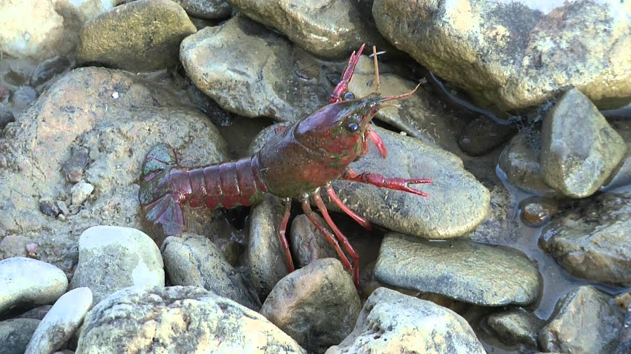 Cangrejos de río en su hábitat natural