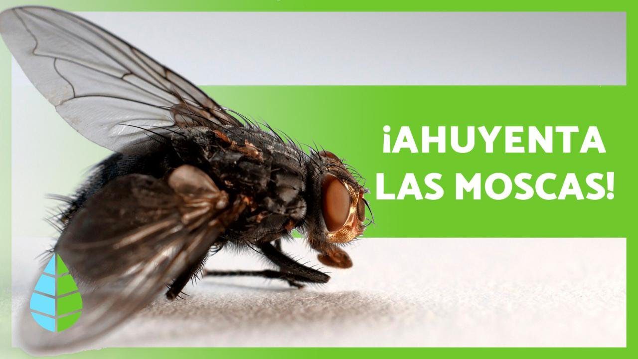 Métodos naturales para controlar moscas domésticas
