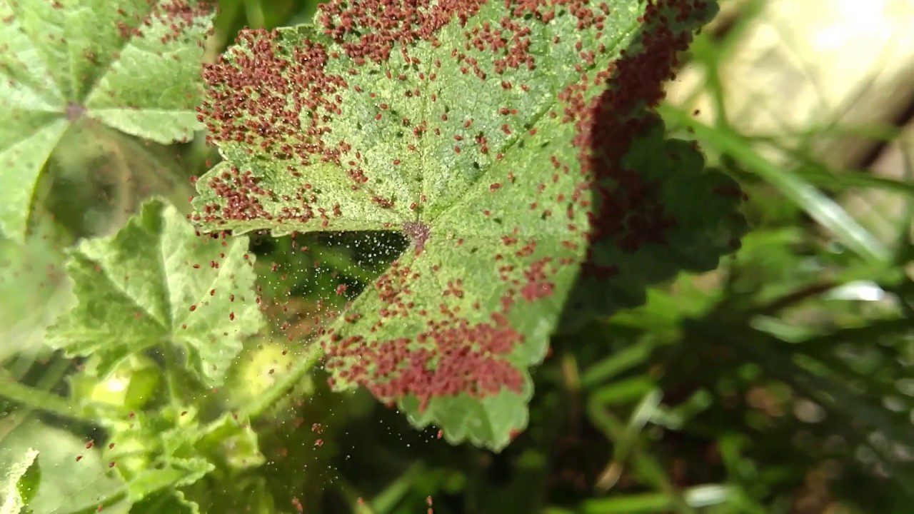 Araña roja en hoja de planta