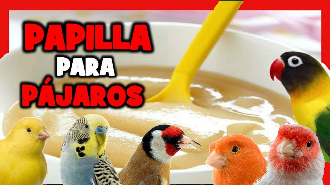 Papilla casera para gorriones paso a paso