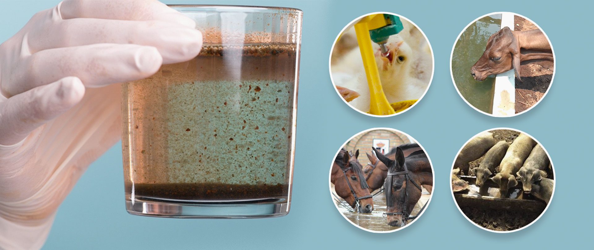 Contaminación por coliformes fecales en el agua